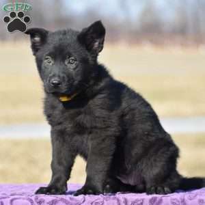 Jinger, German Shepherd Puppy